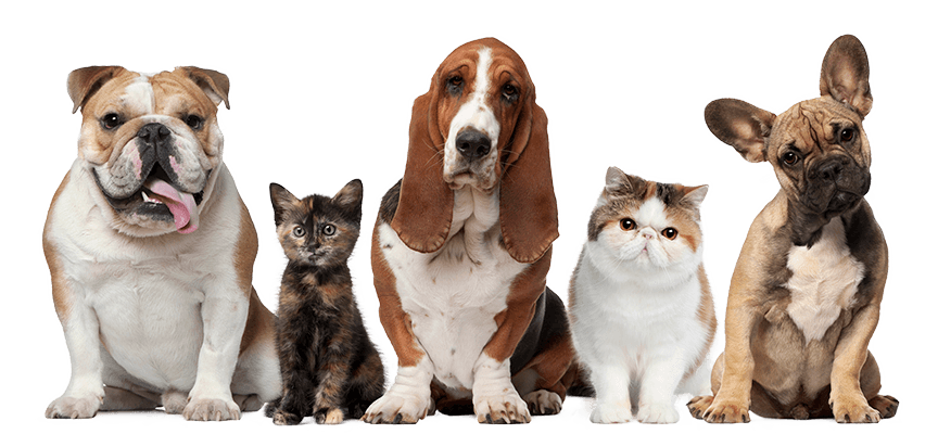 pets-400px-h.png